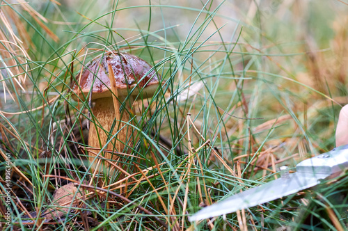 Mushroom in grass
