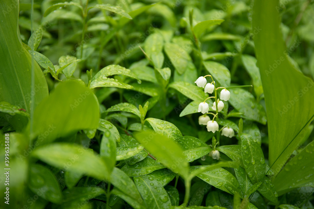 Obraz premium Lily of the valley flowering in spring garden