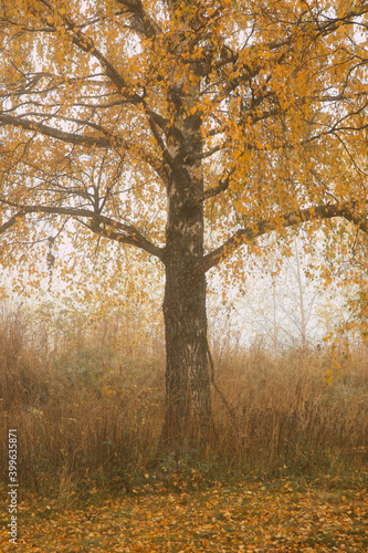 Autumn color birch trees.