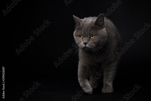 British Blue Shorthair Cat walking © PetrDolejsek