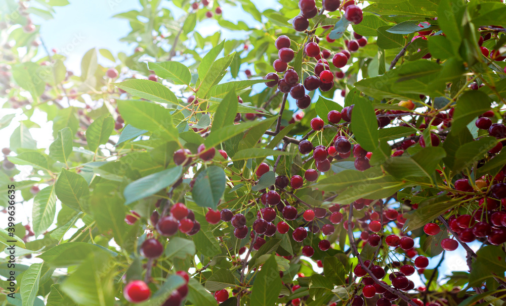 Obraz premium Cherries hanging on a cherry tree branch. Red and sweet cherries on a branch.