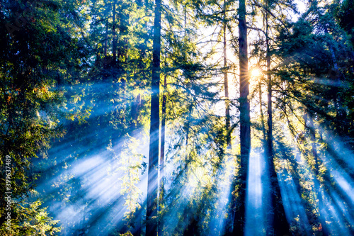 Sun Rays Beaming through Forest Trees 