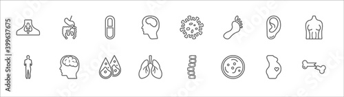 Fototapeta Naklejka Na Ścianę i Meble -  outline set of human body parts line icons. linear vector icons such as digestive system, capsule black and white variant, immune system, ear lobe side view, human breast, human body standing black,