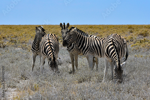 Zebra family  Etosha NP  Namibia