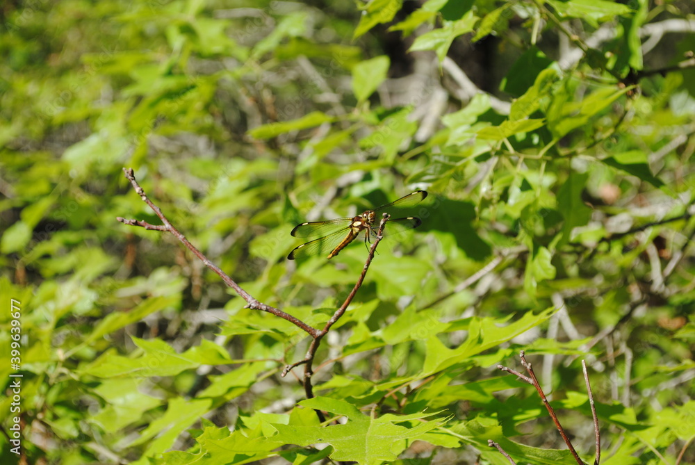 Brown-bodied dragonfly, clear wings with black tips and white spot, perched on tree branch Brown-bodied dragonfly, clear wings with black tips and white spot, perched on tree branch