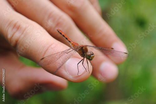 Red dragonfly with clear wings perched on a finger / hand