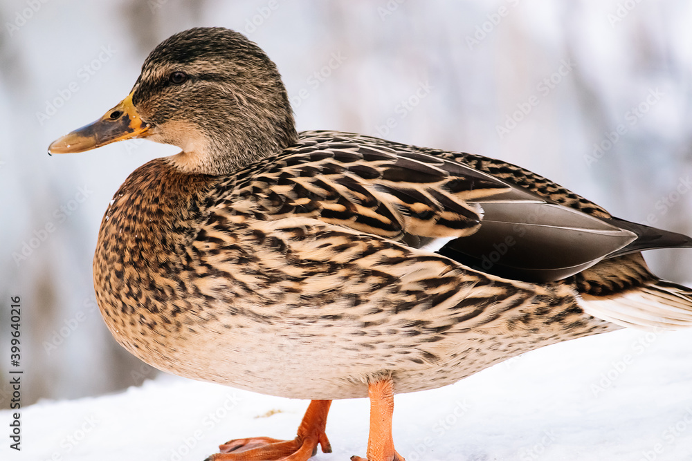 Wild brown duck in winter. Hunting for mallards. Wild brown duck in winter. Hunting for mallards.