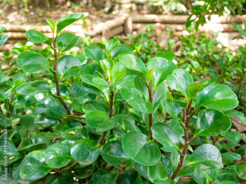 Obraz na płótnie Peperomia Obtusifolia, Known as Baby Rubberplant or Pepper Face, Its a Plant that Gives you Luck and Money w salonie