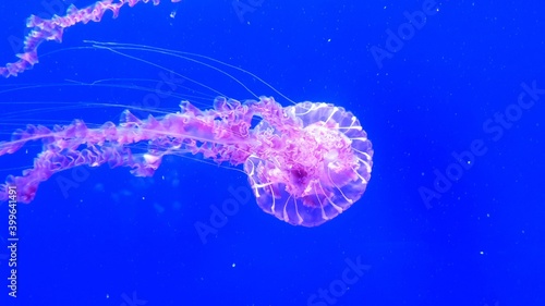 Medusa jelly fish in blu sea , spectacular fish swim and bright photo