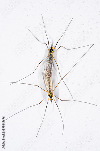 Zanzare in accoppiamento © Fabrizio Bonatti