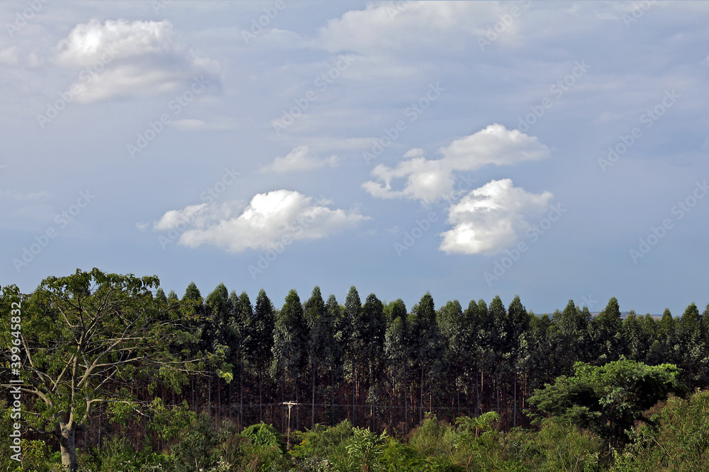 Natural landscape with plantations in the background
