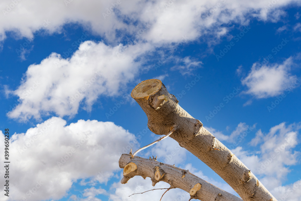 Cut tree branches with cloudy blue sky