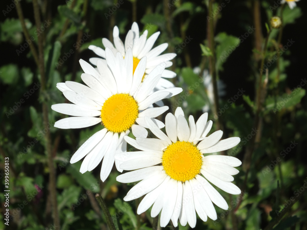 macro close up of three common daisy flowers in summer sunlight macro close up of three common daisy flowers in summer sunlight