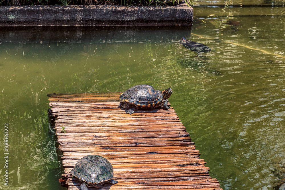 Turtles sunning on a dock in a pond while another swims in the background on a bright summer day.