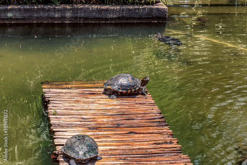 Obraz na płótnie Turtles sunning on a dock in a pond while another swims in the background on a bright summer day. w salonie