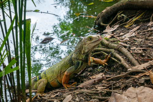 Green Iguana  Iguana Iguana  Large Herbivorous Lizard Emerging from the Green Lake full of Dry Leaves