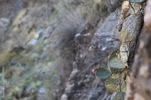 Catci on cliff photo