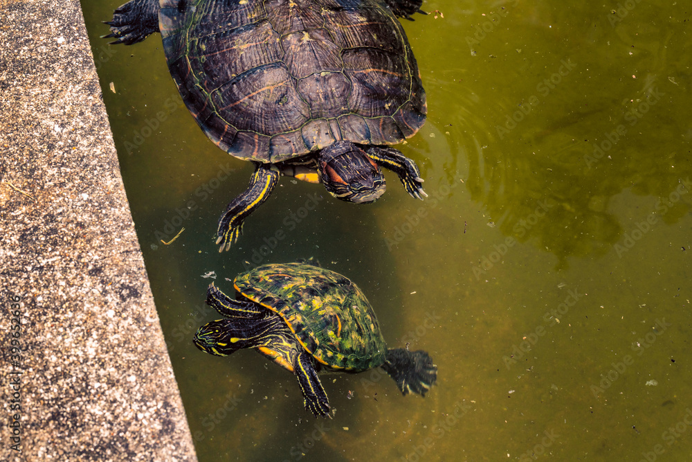 Turtles swimming in a pond on a hot summer day