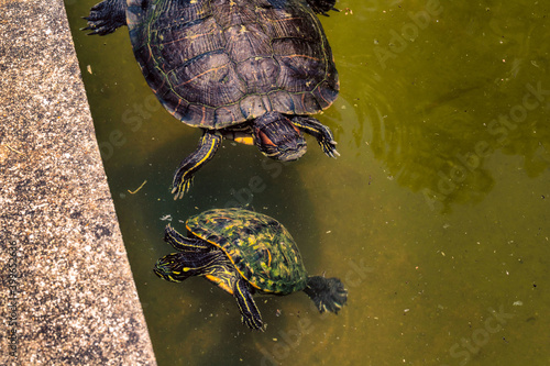 Obraz na płótnie Turtles swimming in a pond on a hot summer day w salonie