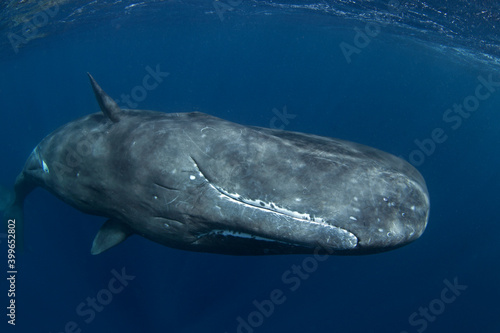 Snorkeling with the sperm whale. Sperm whale near the ocean surface. Whale play in the ocean. Marine life in the Indian ocean. Biggest tooth animals on the Earth