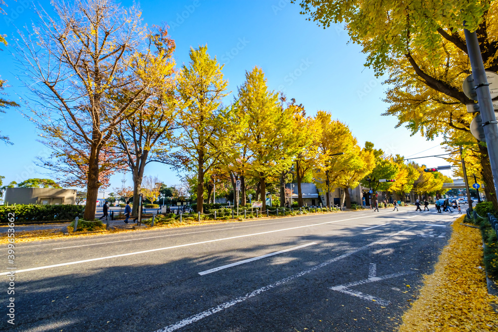 Obraz premium 【横浜 山下公園付近】イチョウの並木道