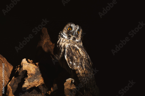 Beautiful eagle owl on tree against black background. Predatory bird