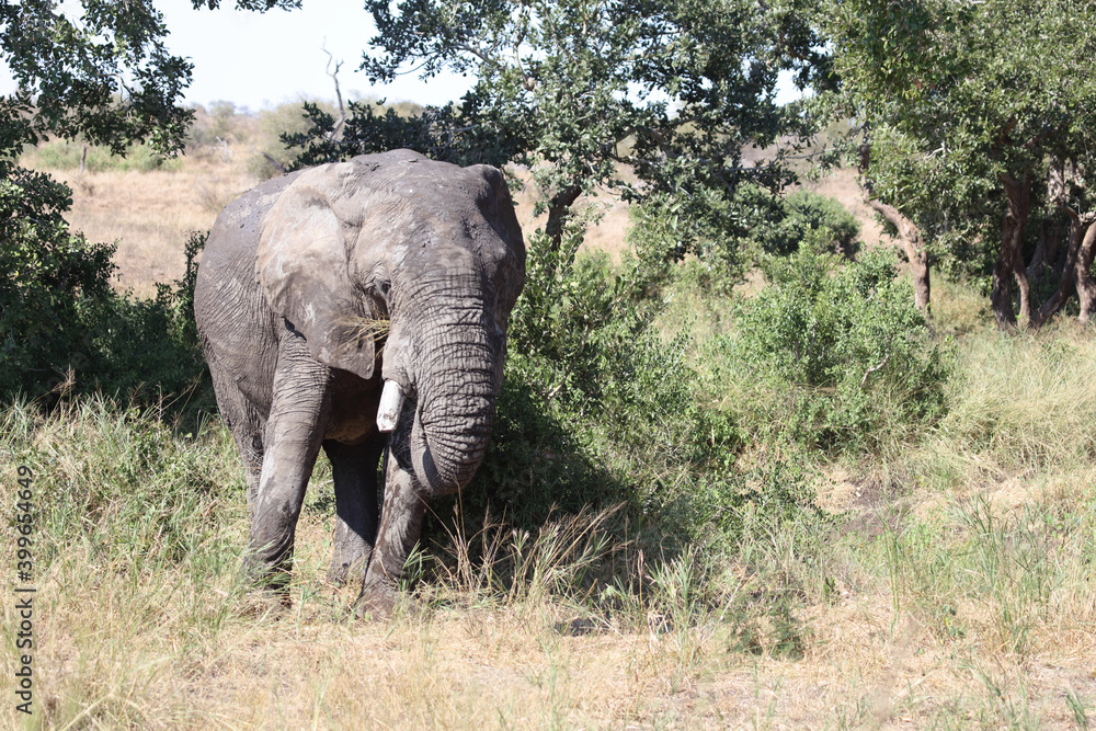 Afrikanischer Elefant / African elephant / Loxodonta africana