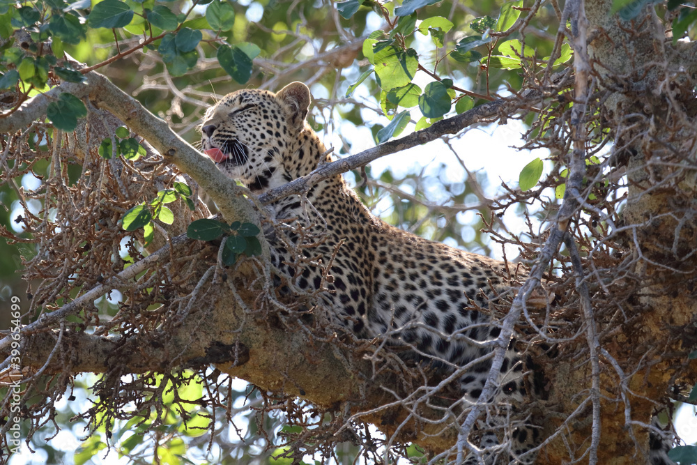 Leopard / Leopard / Panthera pardus. Leopard / Leopard / Panthera pardus.