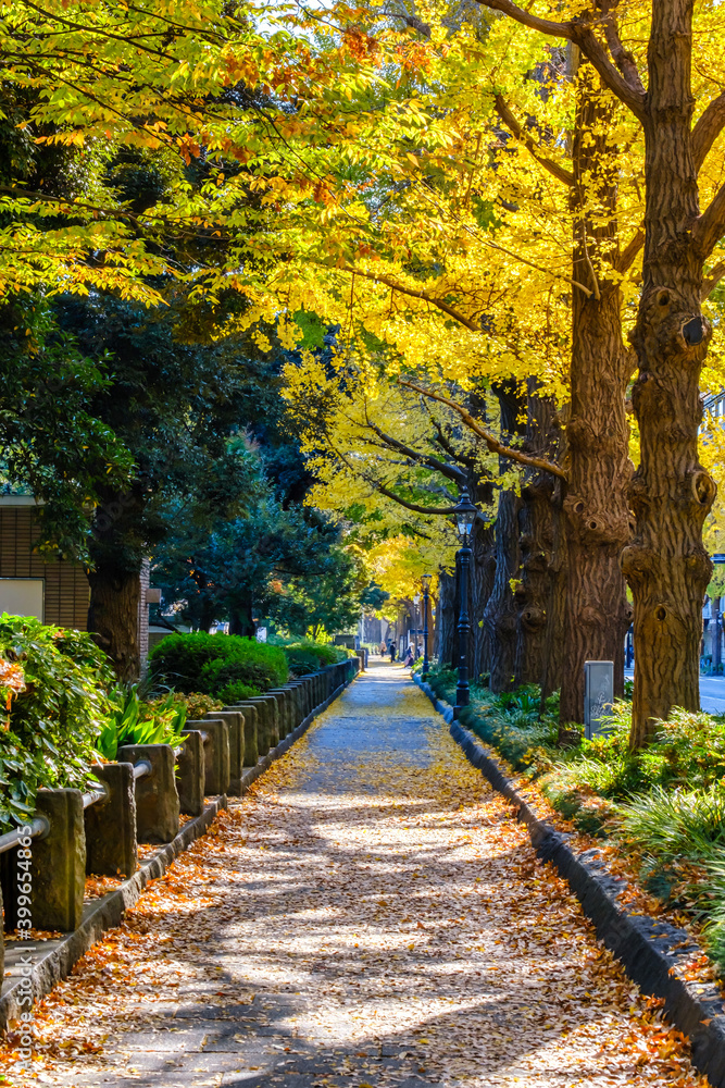 Naklejka premium 【横浜 山下公園付近】イチョウの並木道
