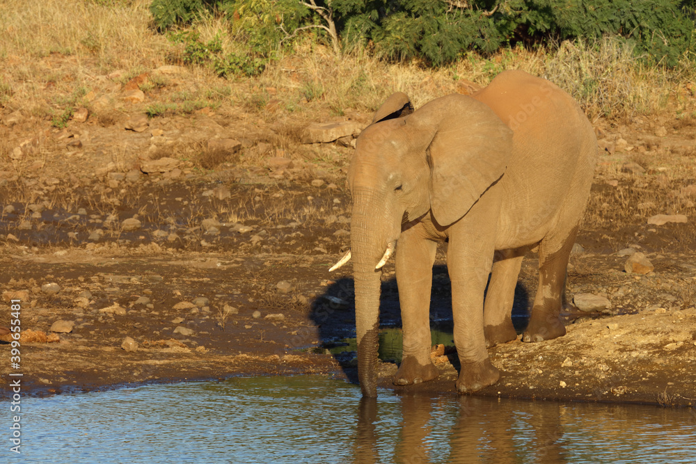 Obraz premium Afrikanischer Elefant / African elephant / Loxodonta africana