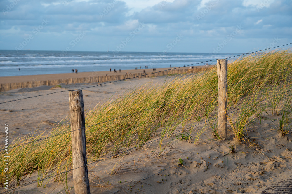 Green grass protects sandy dunes from wind on wide windy beach of North sea near Zandvoort in Netherlands