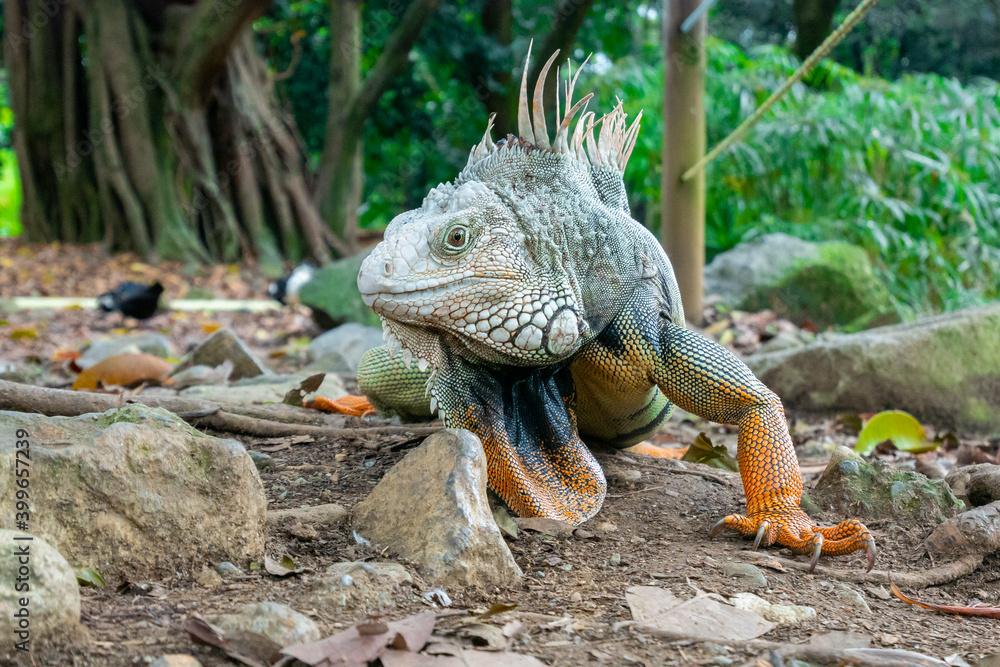 Green Iguana (Iguana Iguana) Large Herbivorous Lizard Walking around Stones in Arid Ground Green Iguana (Iguana Iguana) Large Herbivorous Lizard Walking around Stones in Arid Ground