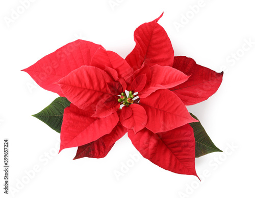 Beautiful Poinsettia isolated on white  top view. Traditional Christmas flower