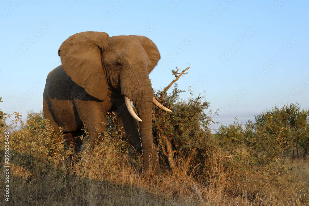 Fototapeta premium Afrikanischer Elefant / African elephant / Loxodonta africana
