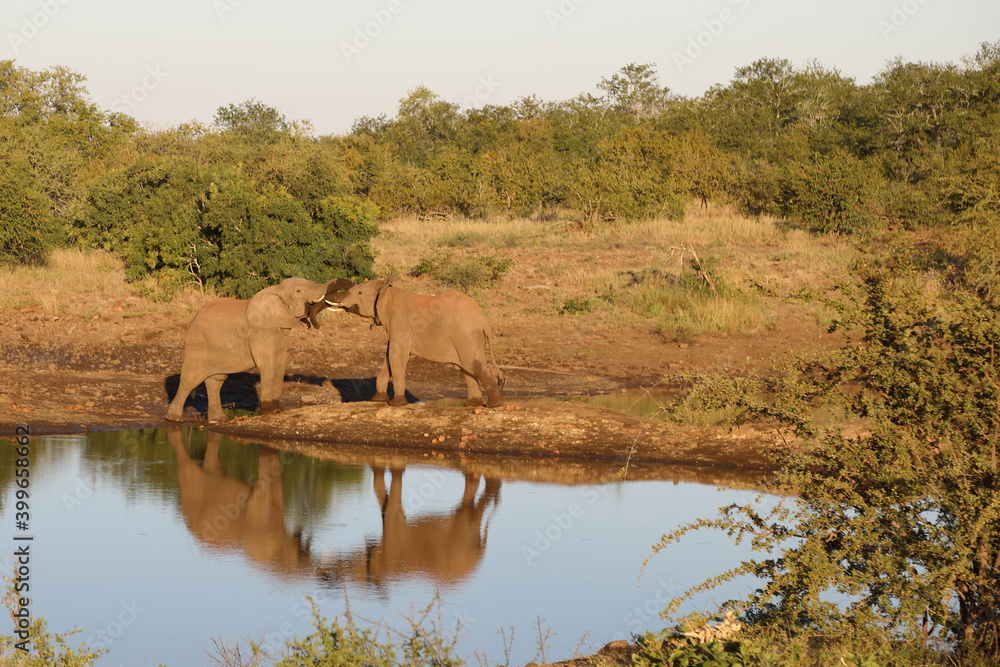 Afrikanischer Elefant / African elephant / Loxodonta africana. Afrikanischer Elefant / African elephant / Loxodonta africana.