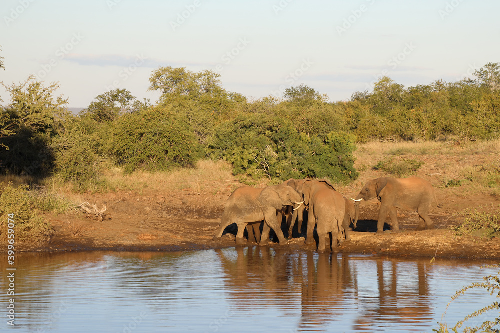 Afrikanischer Elefant / African elephant / Loxodonta africana Afrikanischer Elefant / African elephant / Loxodonta africana