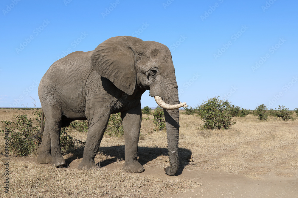 Fototapeta premium Afrikanischer Elefant / African elephant / Loxodonta africana