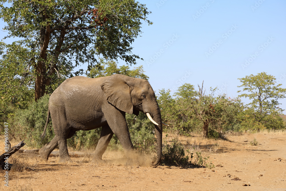 Obraz premium Afrikanischer Elefant / African elephant / Loxodonta africana