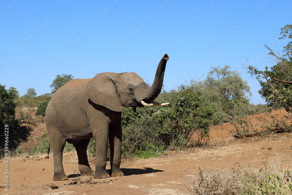 Obraz premium Afrikanischer Elefant / African elephant / Loxodonta africana