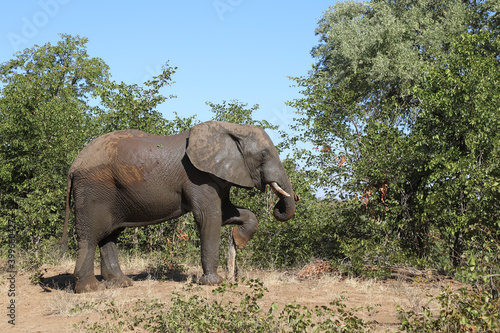 Afrikanischer Elefant   African elephant   Loxodonta africana