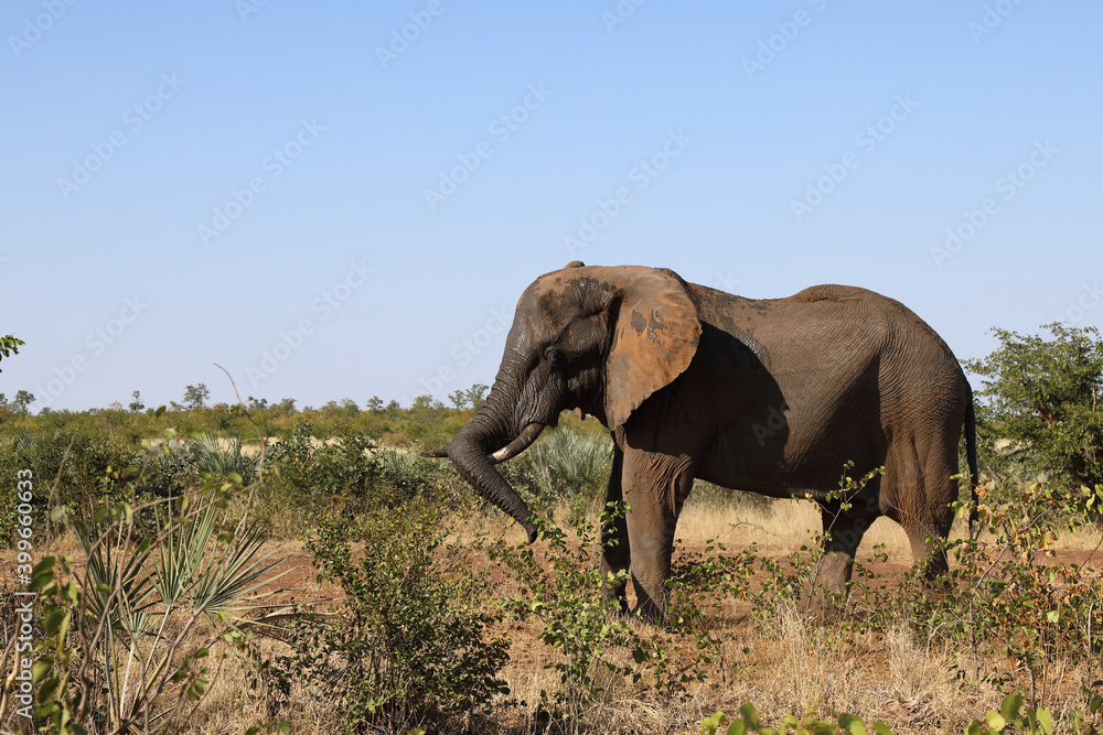 Obraz premium Afrikanischer Elefant / African elephant / Loxodonta africana