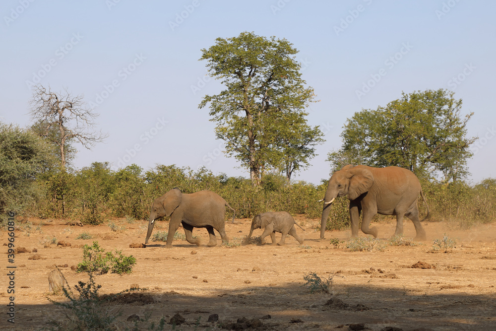 Obraz premium Afrikanischer Elefant / African elephant / Loxodonta africana.