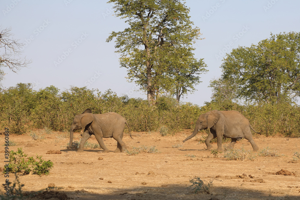Fototapeta premium Afrikanischer Elefant / African elephant / Loxodonta africana.