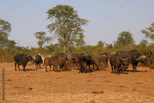 Kaffernbüffel und Steppenzebra / Buffalo and Burchell's zebra / Syncerus caffer et Equus burchellii.