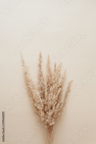 Fototapeta Dry pampas grass reeds agains on beige background