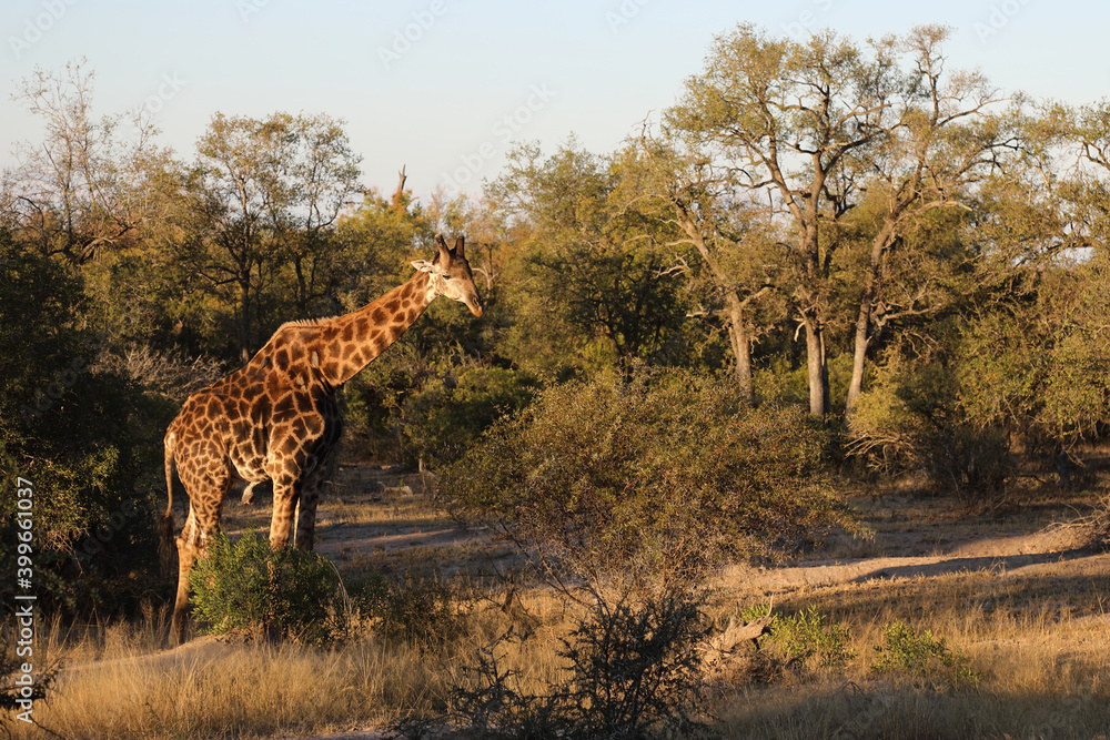 Obraz premium Giraffe / Giraffe / Giraffa Camelopardalis