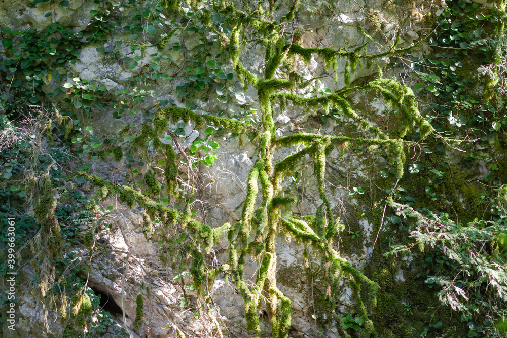 green plants grow along a stone wall with blurry background, used as a background or texture, soft focus