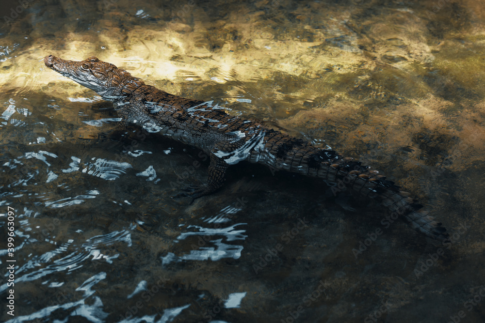 Caiman in the water . Hunting crocodile Caiman in the water . Hunting crocodile