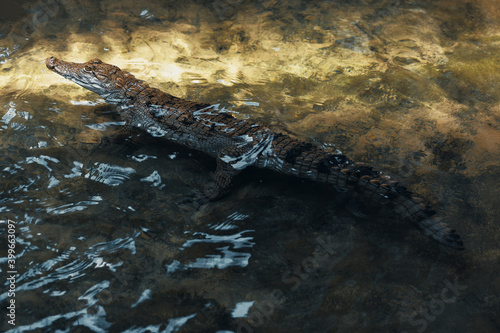 Caiman in the water . Hunting crocodile 