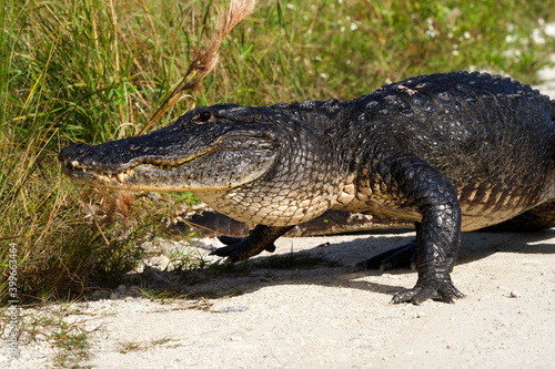 American alligator enjoying a stroll and sun in florida